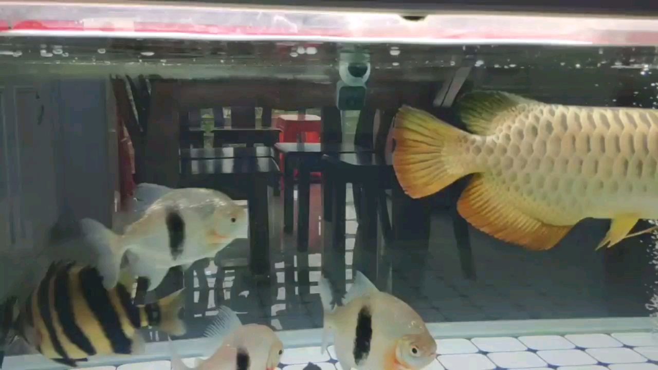 揚(yáng)州水族館一字過(guò)背 錦鯉魚百科 第2張