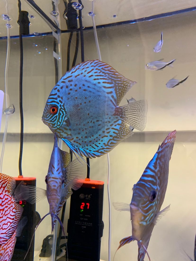 烏蘭察布觀賞魚市場求大神認(rèn)魚 觀賞魚市場（混養(yǎng)魚） 第2張