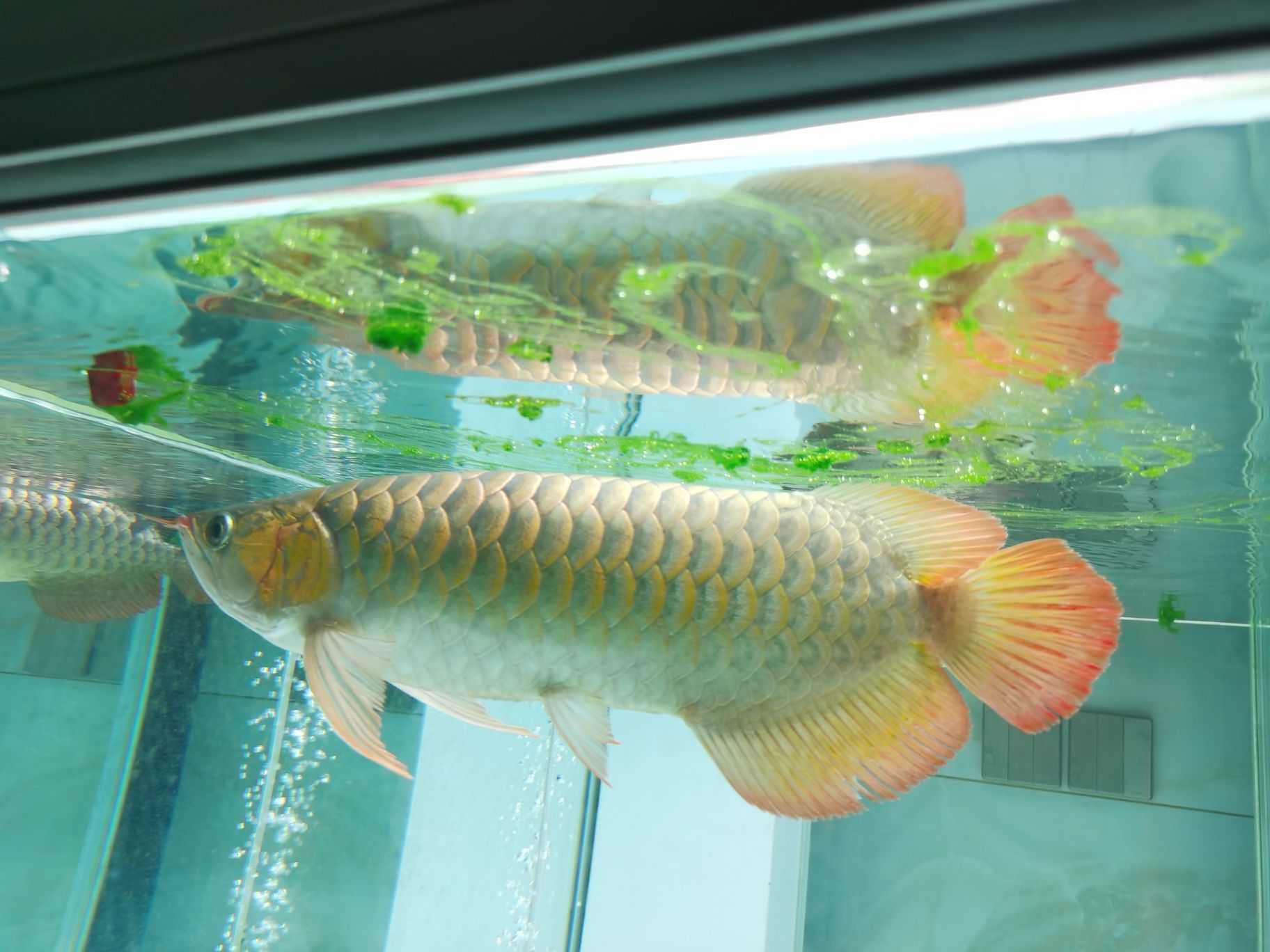 慶陽(yáng)水族館好多綠浮苔