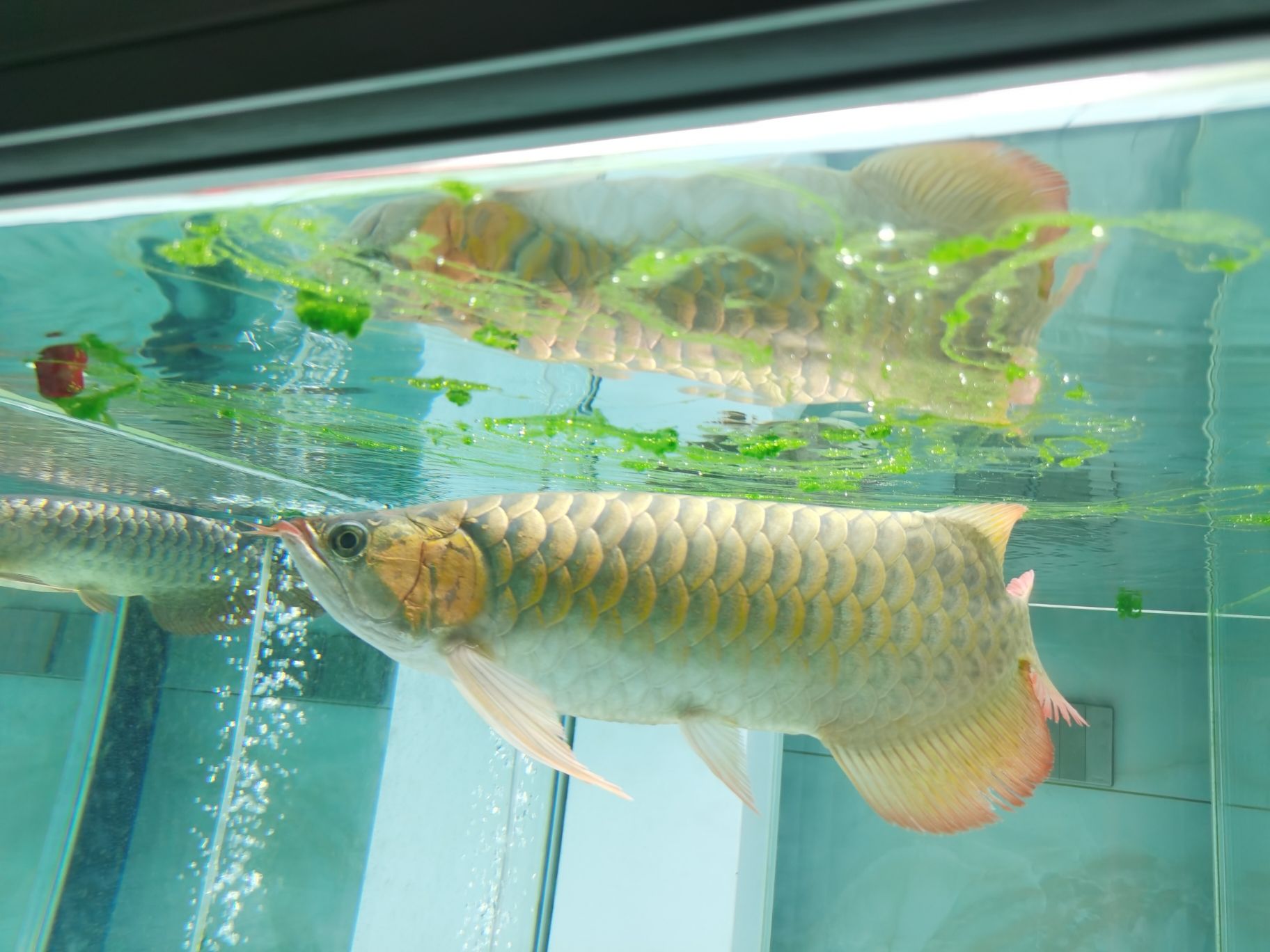 慶陽水族館好多綠浮苔