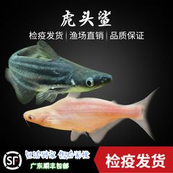 一群小吃貨愛你們么么噠 魚缸/水族箱 第1張