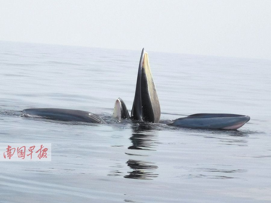 別人怎么拍的呀不是咱魚不好是主人射影技術(shù)太差