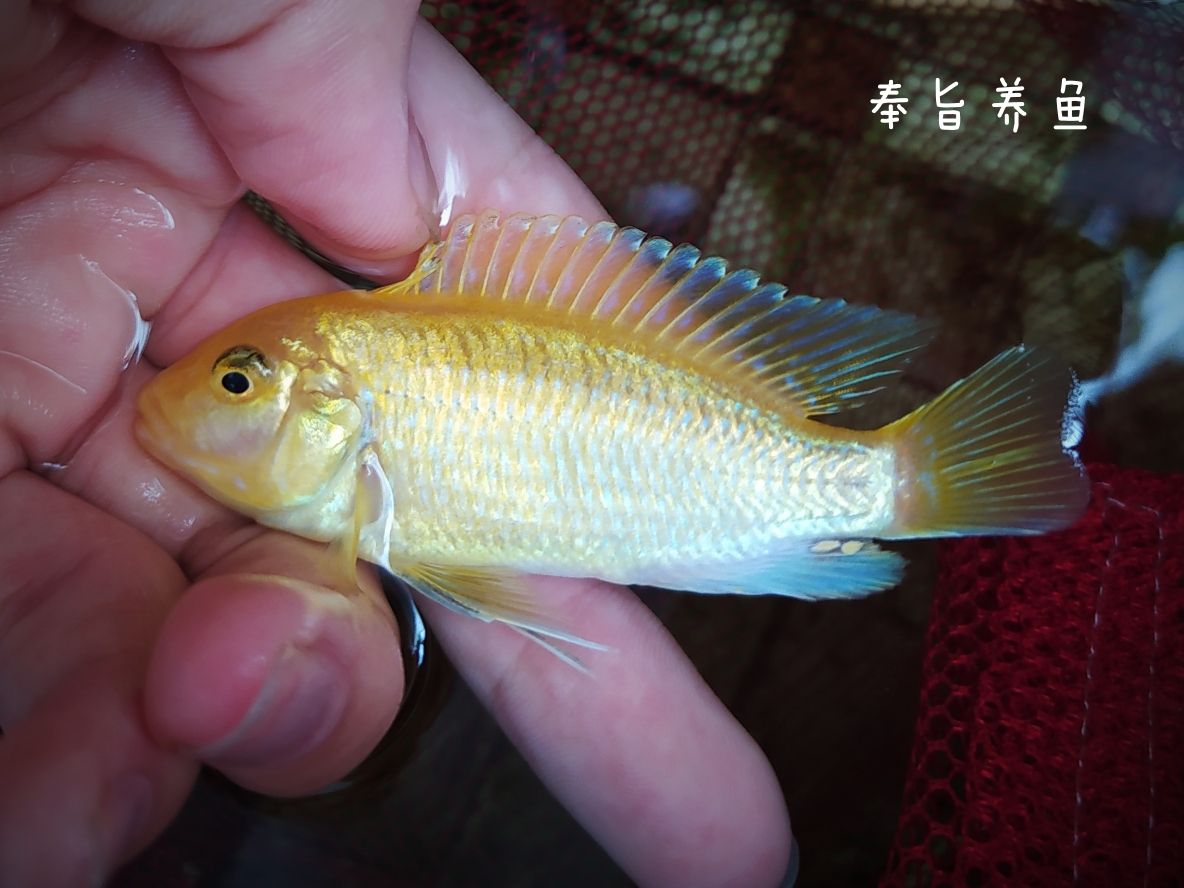 猜魚 恐龍王魚 第2張