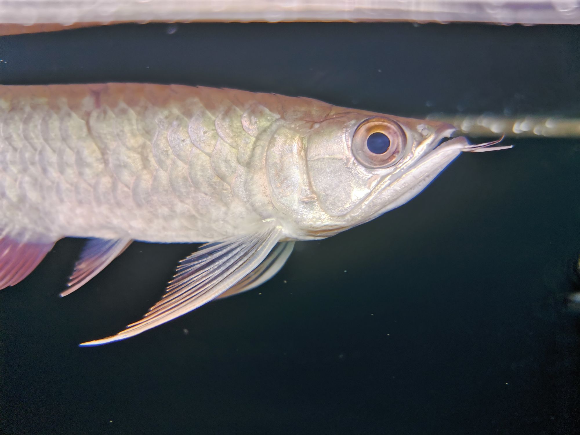 鄂州水族館龍魚鰓隱鞭蟲病的急救 雪龍魚 第5張