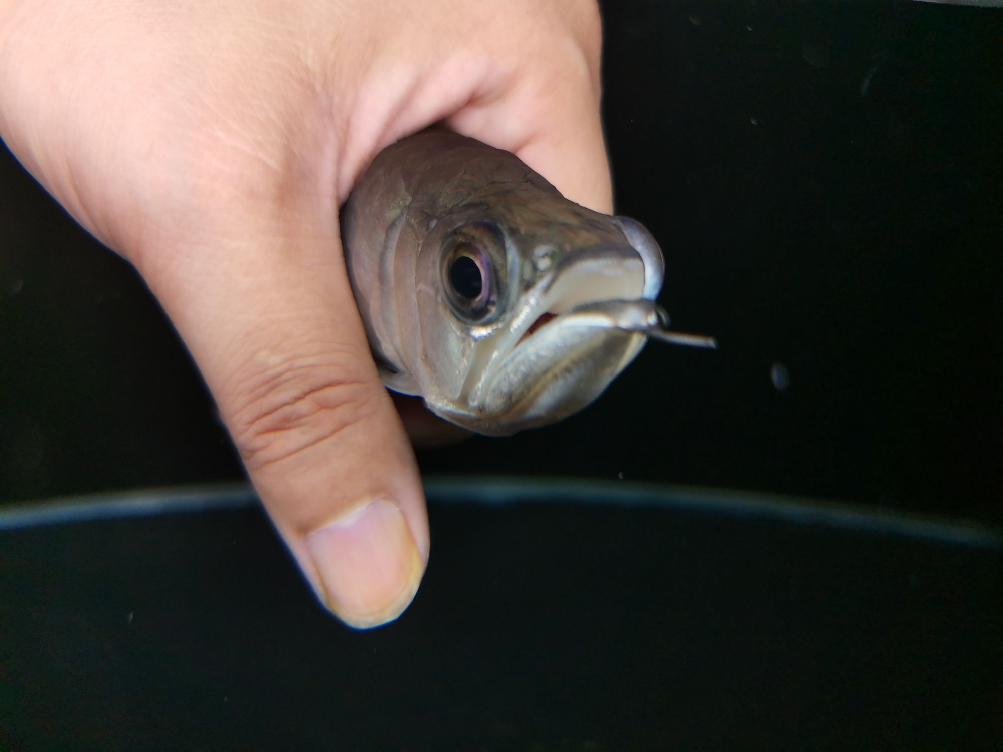 鄂州水族館龍魚鰓隱鞭蟲病的急救 雪龍魚 第6張