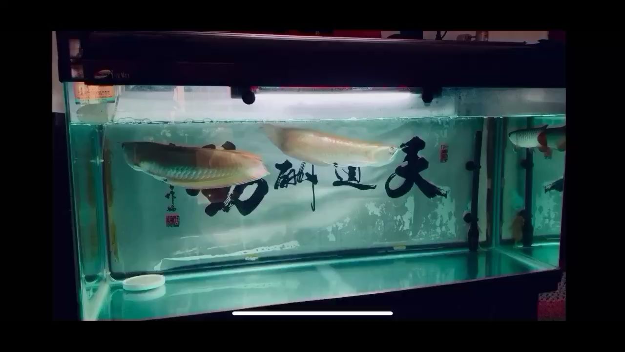 又下大雨了 大湖紅龍魚 第2張