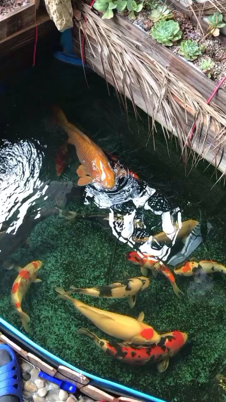 瀘州水族館水一貼減密前留個(gè)念 銀河星鉆魚(yú) 第1張