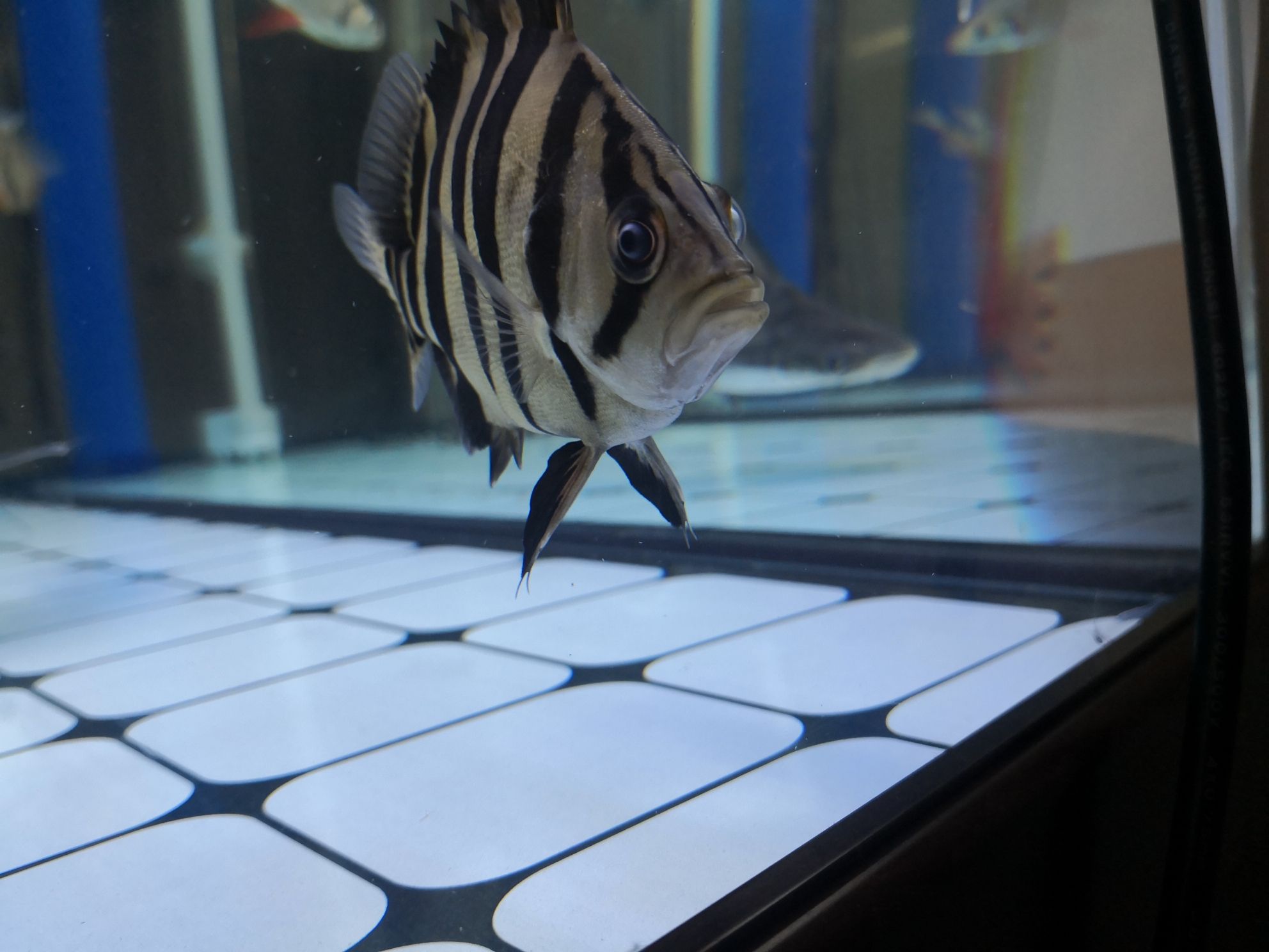 黃山水族館求助虎魚眼睛是不是內(nèi)蒙了？