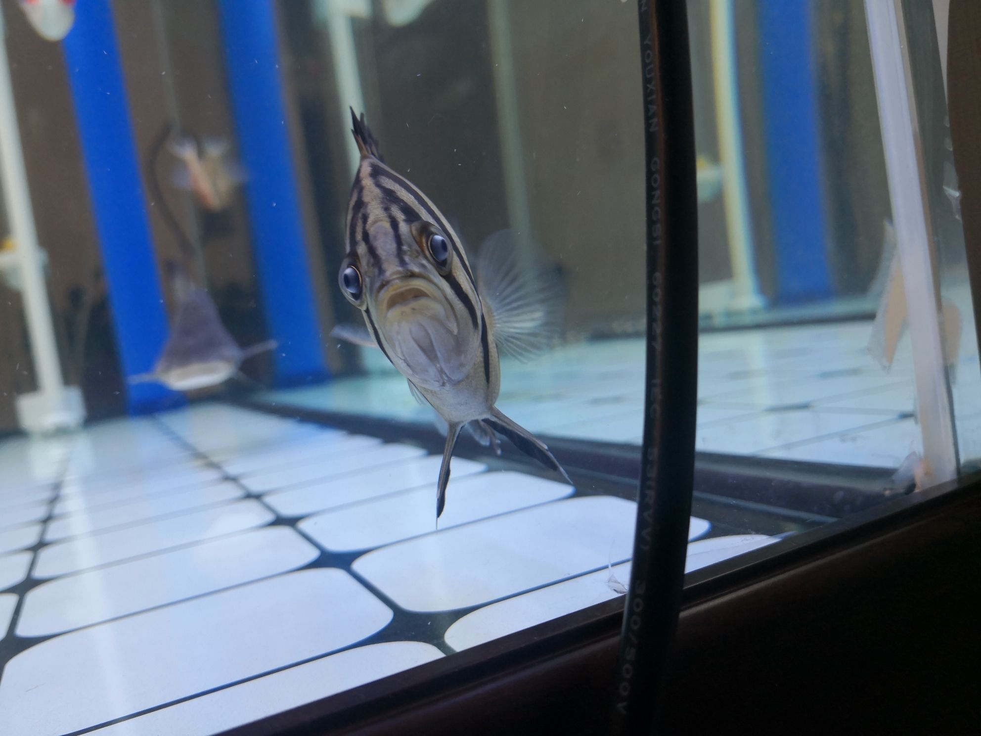 黃山水族館求助虎魚眼睛是不是內(nèi)蒙了？