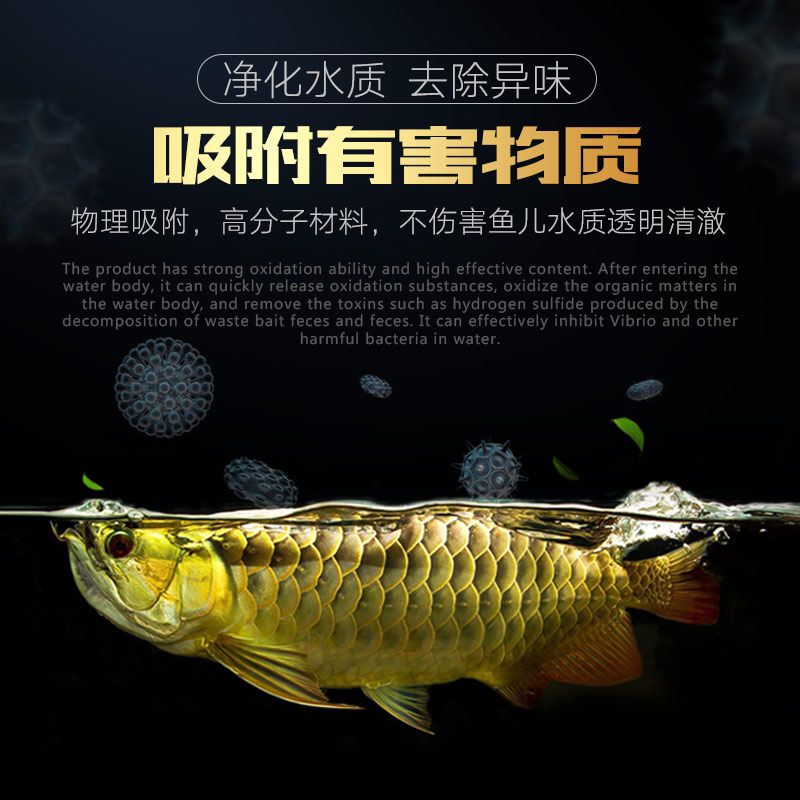 凈水寶 南美異形觀賞魚 第5張