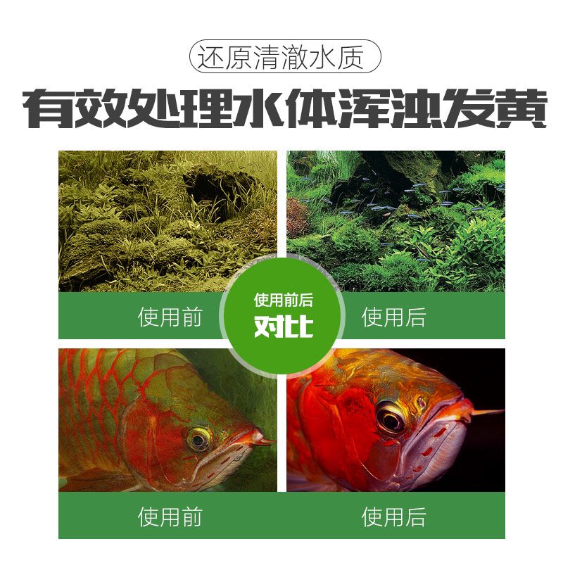 凈水寶 南美異形觀賞魚 第6張