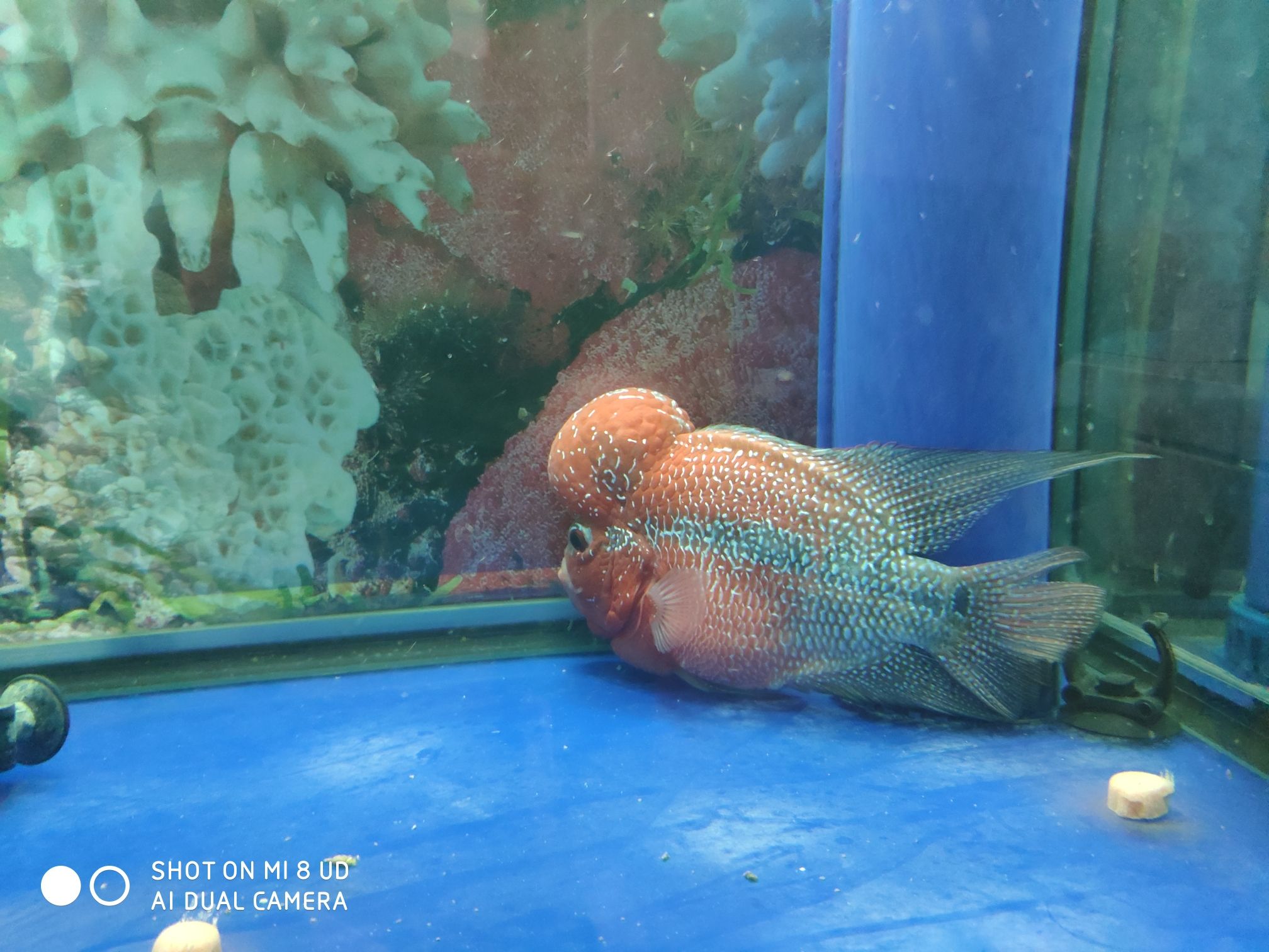 西寧水族館羅漢換水