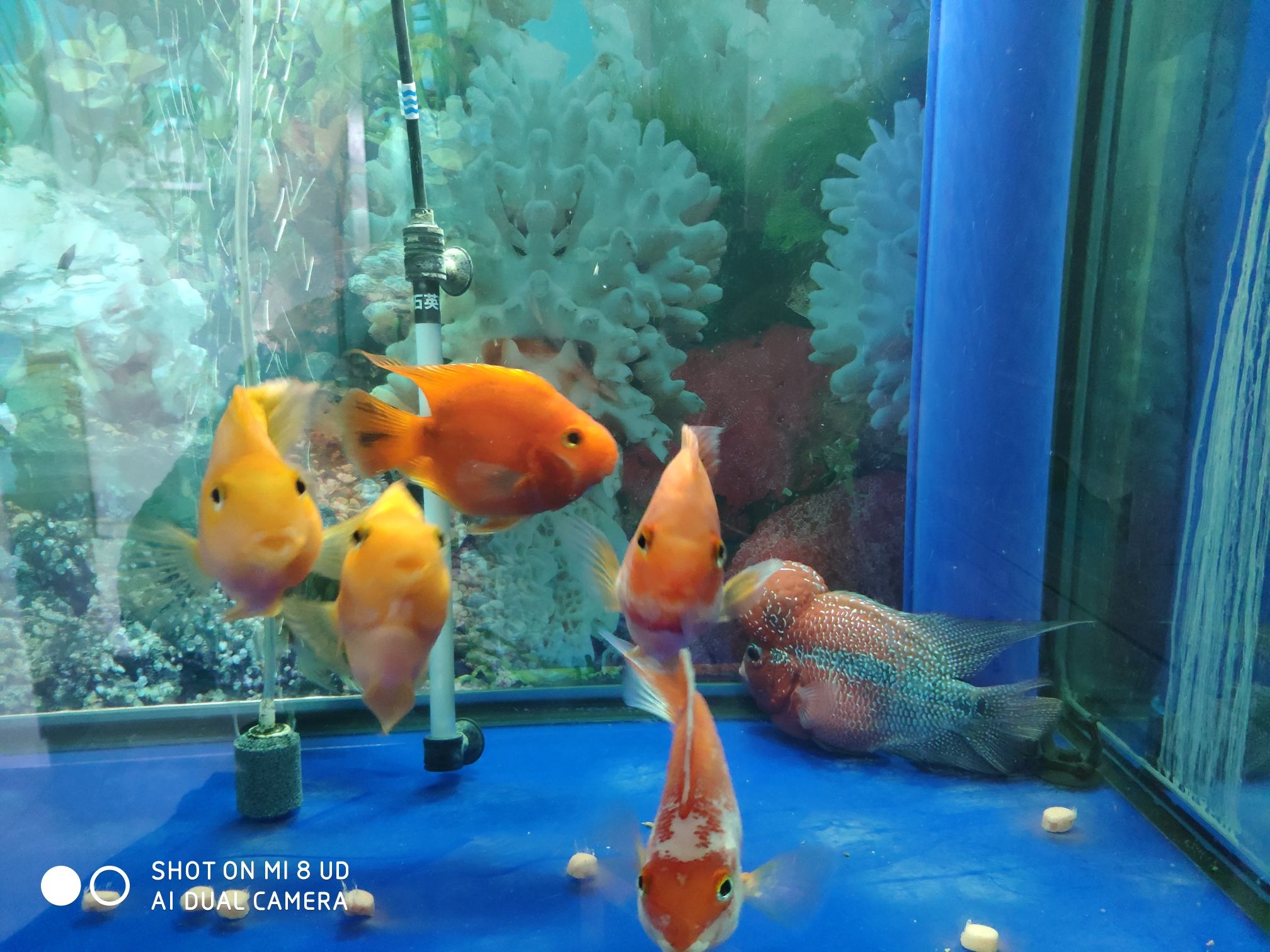 西寧水族館羅漢換水