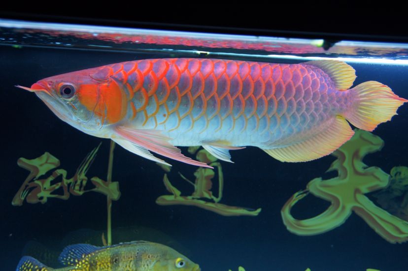 連云港水族館側(cè)燈一定要側(cè)燈啊希望越來越紅