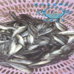 南昌觀賞魚市場好久沒擦缸了 觀賞魚市場（混養(yǎng)魚） 第1張