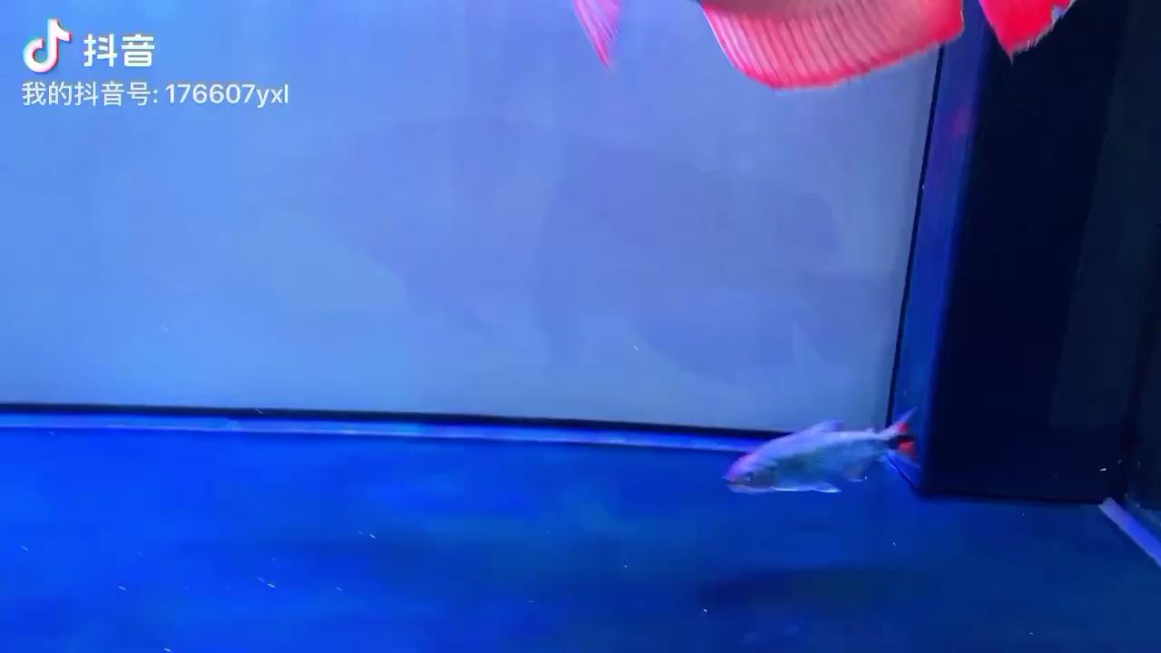 山南水族館我的輕型驅(qū)逐艦 泰龐海鰱魚 第2張