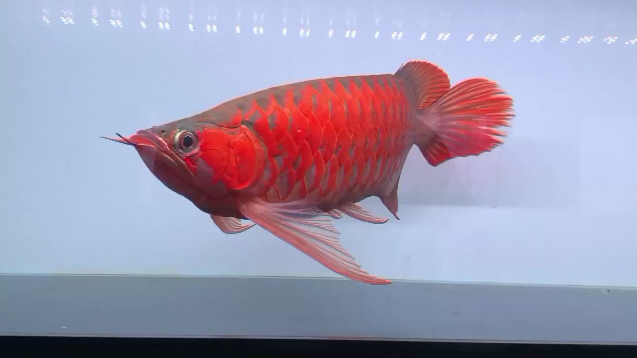 鶴壁水族館紅龍胖嘟嘟 泰龐海鰱魚 第2張