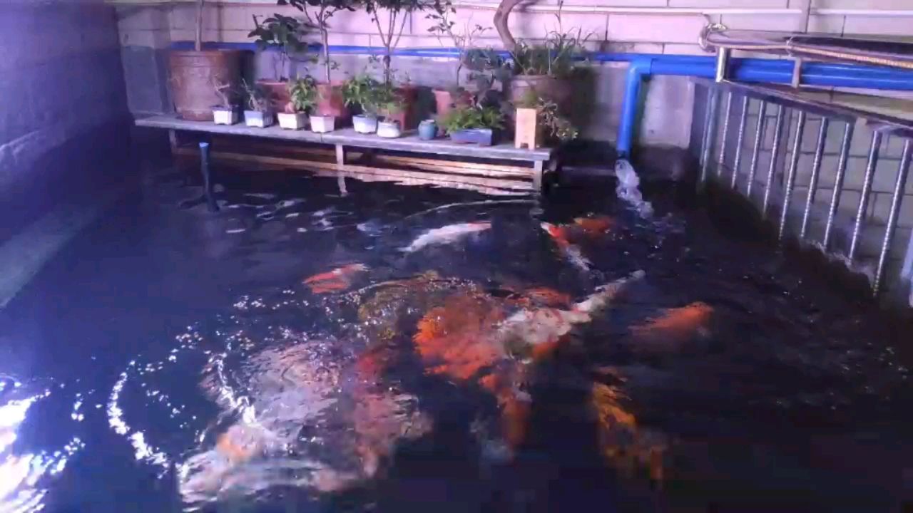 三門峽觀賞魚市場池子嚴(yán)重漏水又得重建了 觀賞魚市場（混養(yǎng)魚）