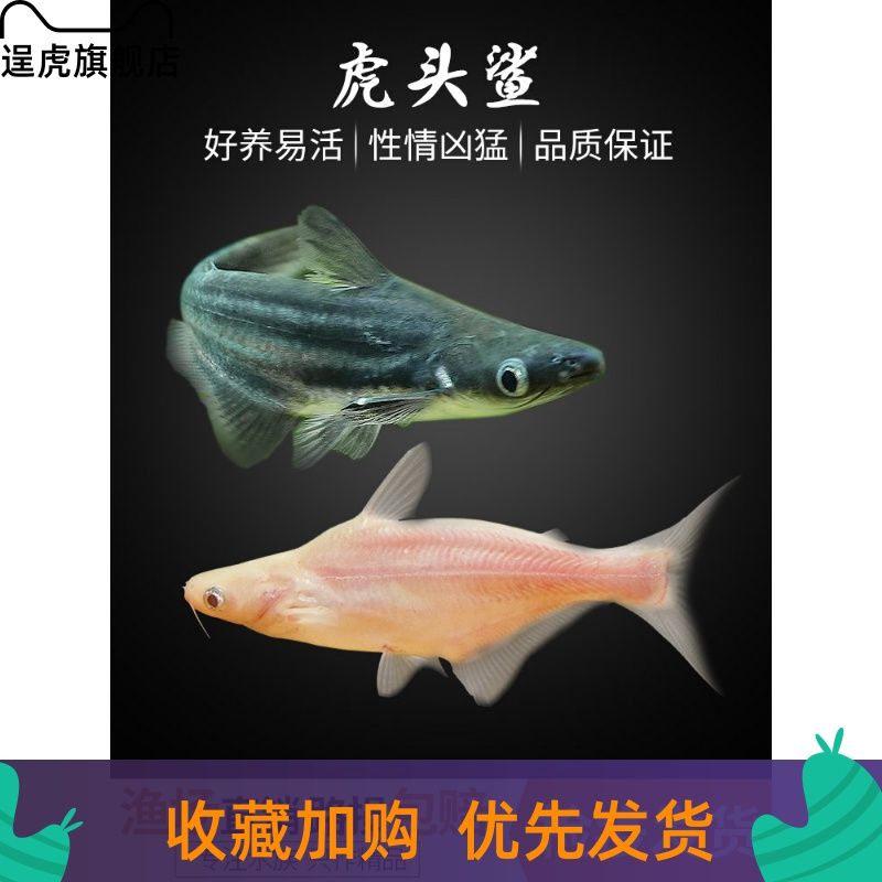 來賓觀賞魚市場我沒有變成這樣 觀賞魚市場（混養(yǎng)魚） 第1張