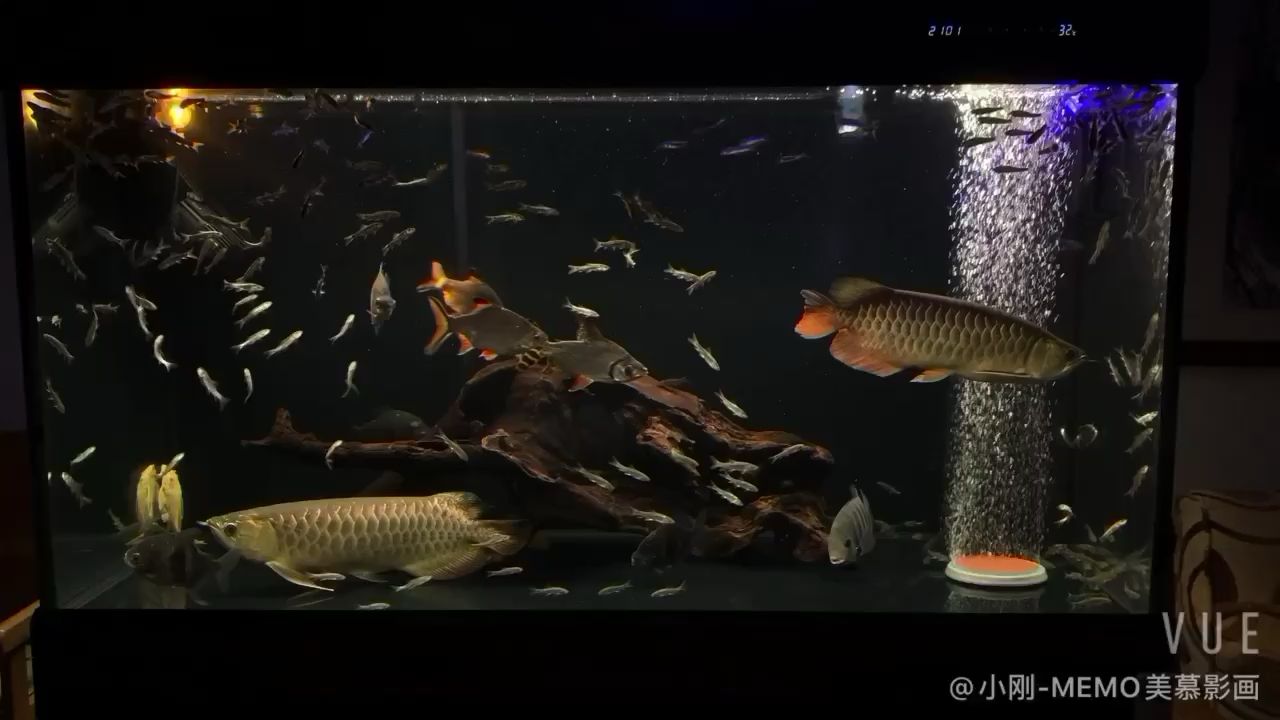 克拉瑪依水族館龍魚(yú)成長(zhǎng)記