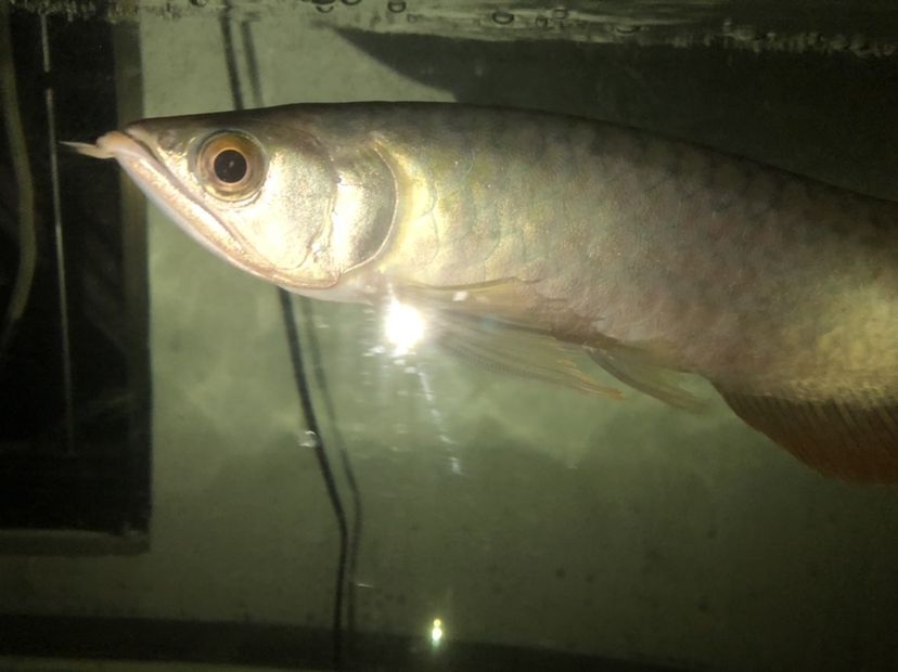 防城港觀賞魚市場求大神幫忙看看這是紅龍還是號半 觀賞魚市場（混養(yǎng)魚） 第6張