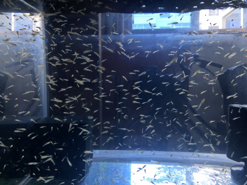 漳州水族館一個(gè)月零2天 魚缸水泵 第4張