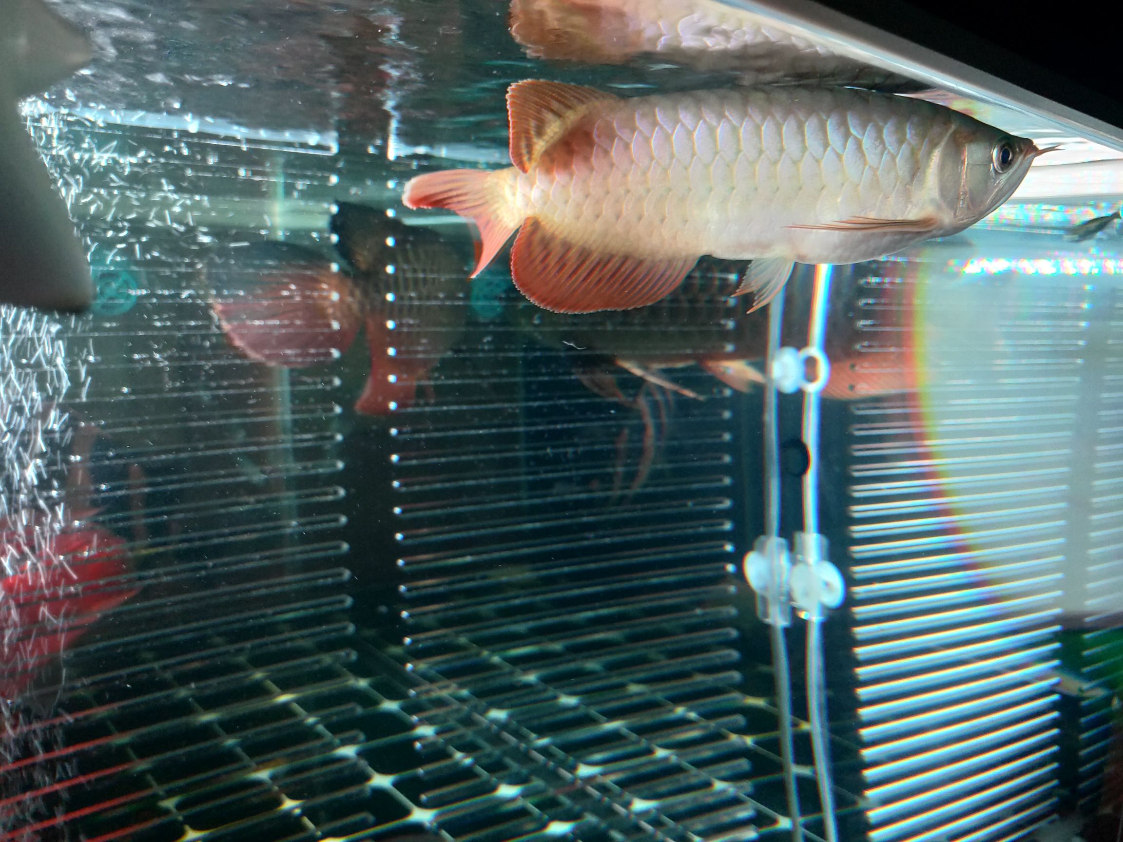 福州觀賞魚市場賞花賞月賞龍魚 觀賞魚市場（混養(yǎng)魚） 第5張