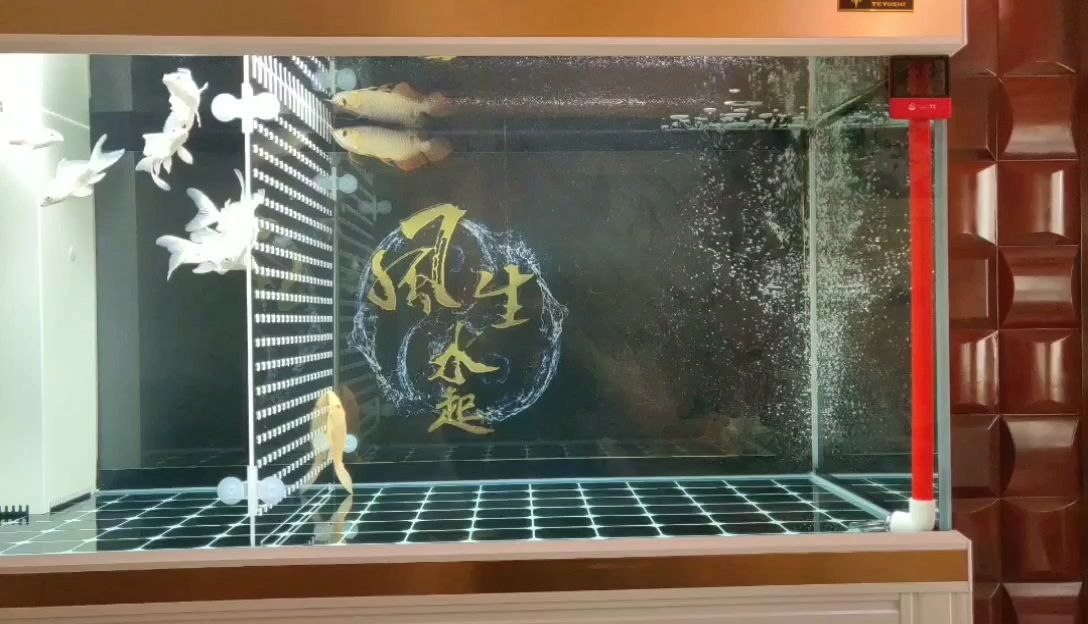 大同觀賞魚(yú)市場(chǎng)滿365天對(duì)比一下 觀賞魚(yú)市場(chǎng)（混養(yǎng)魚(yú)）