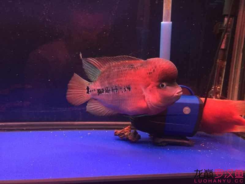 南平水族館便宜幻彩 野彩魚 第2張