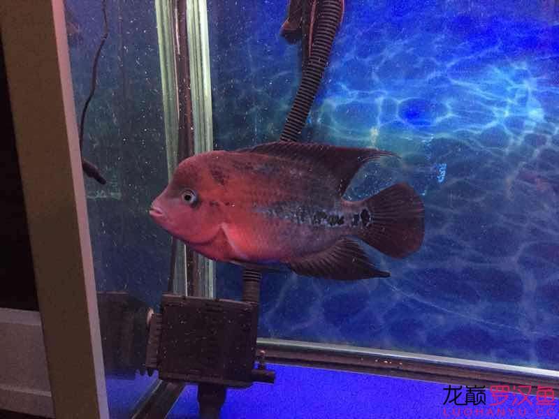 南平水族館便宜幻彩 野彩魚 第3張