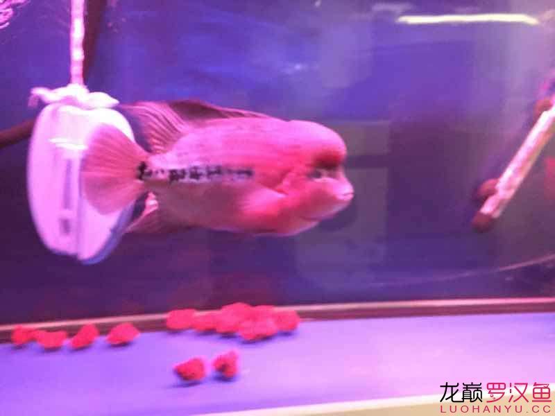 南平水族館便宜幻彩 野彩魚 第1張