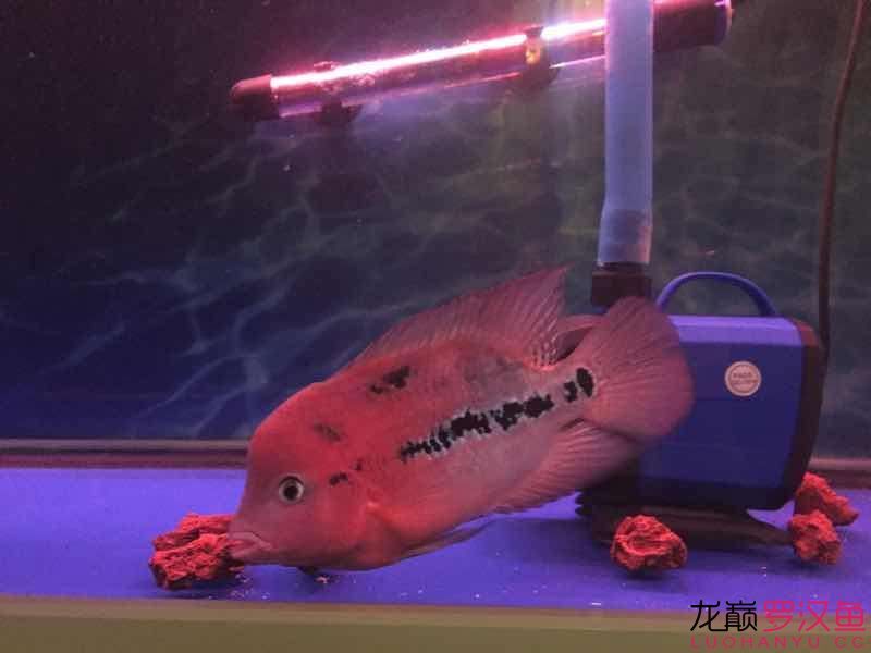 南平水族館便宜幻彩 野彩魚 第5張