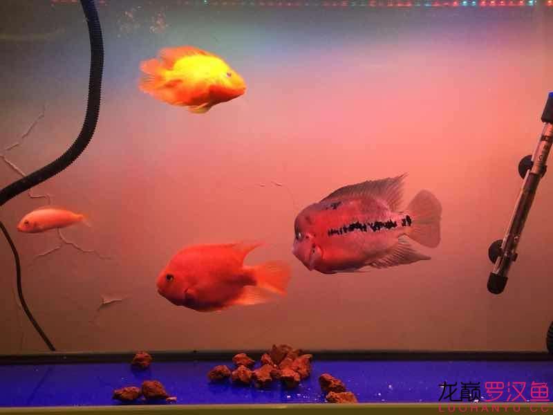 南平水族館便宜幻彩 野彩魚 第6張