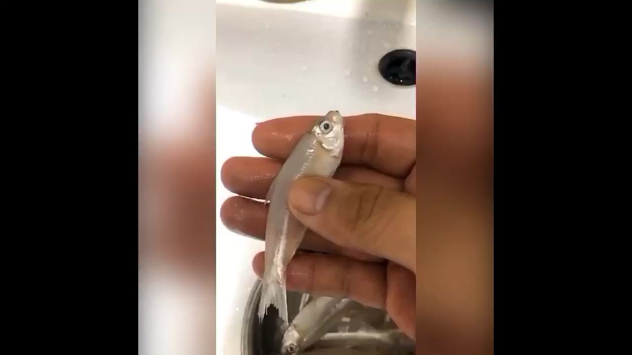 佳木斯水族館我的魚食 委內(nèi)瑞拉奧里諾三間魚苗 第3張