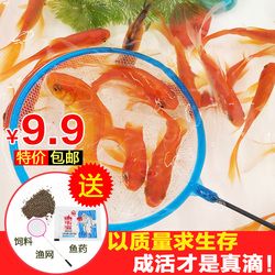 邯鄲觀賞魚市場小紅龍成長分享