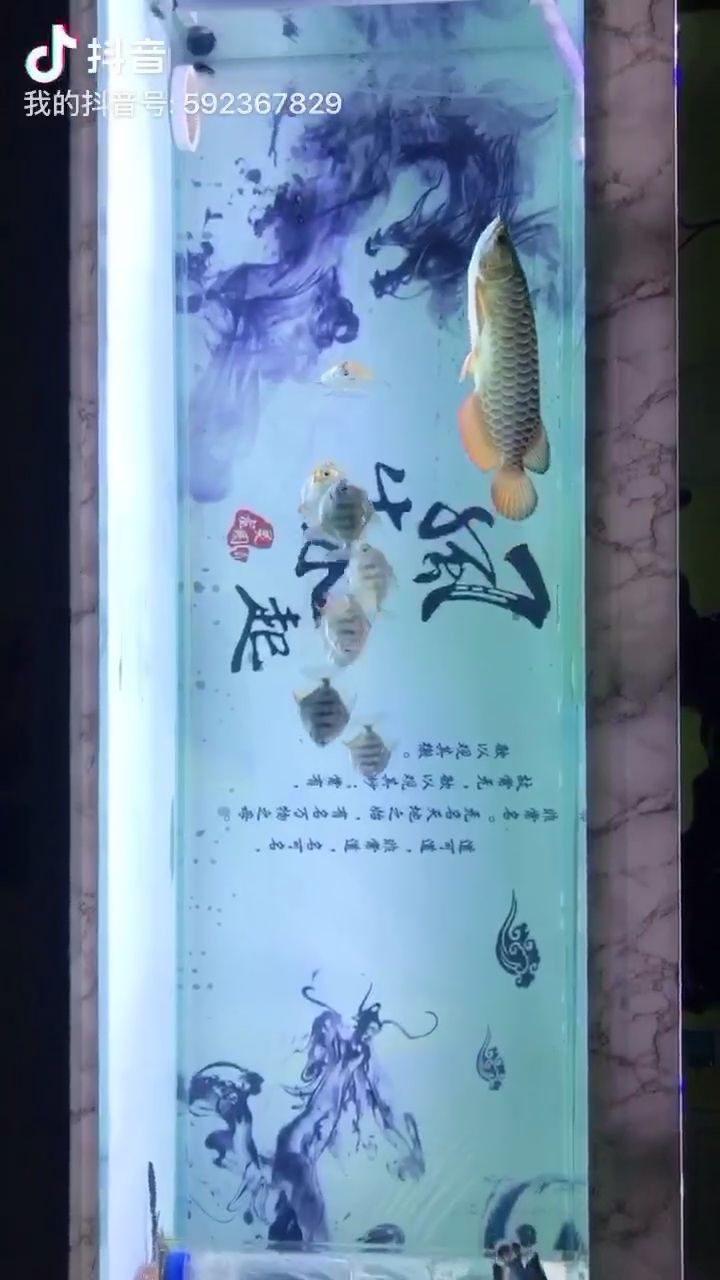 生活安逸滿足現(xiàn)狀 古典過背金龍魚 第2張