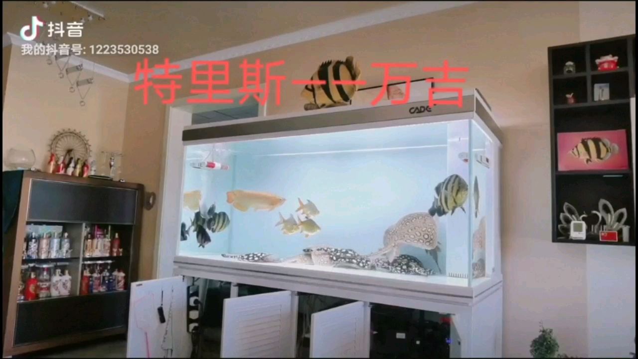 吉安水族館黑缸紅不算紅白缸紅才是真的紅 銀龍魚百科 第2張