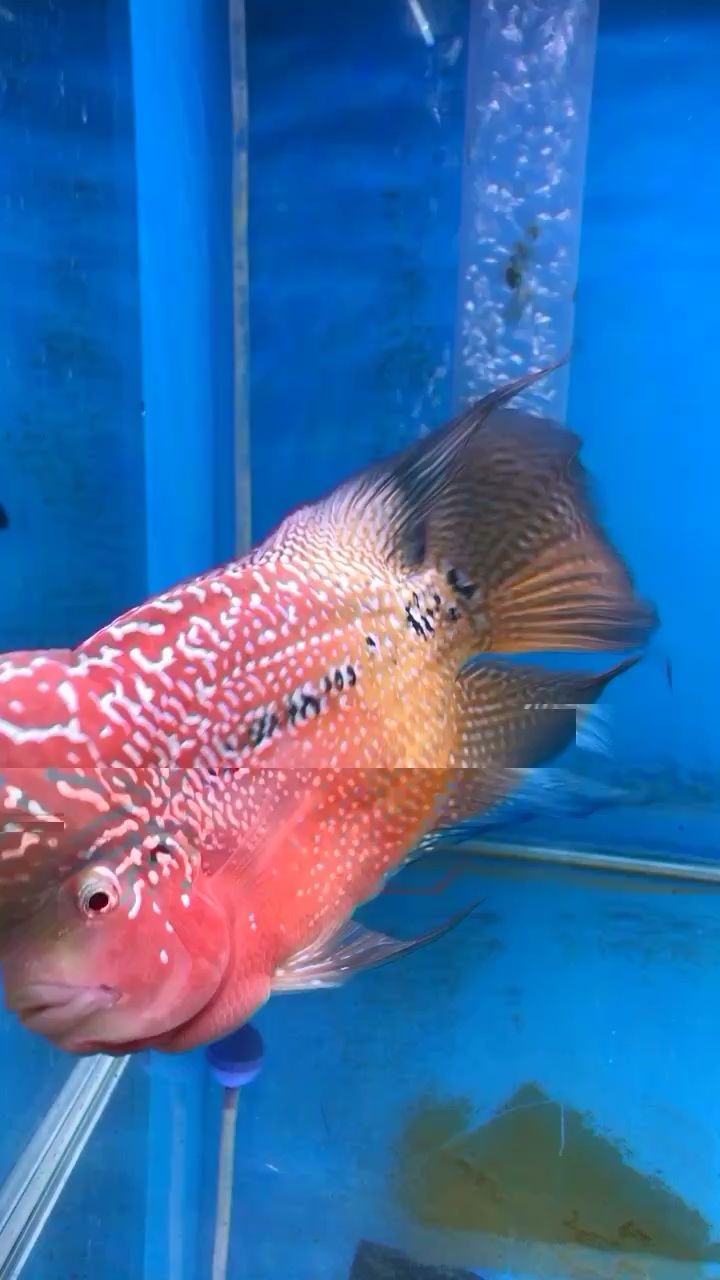 石嘴山水族館沒有濾鏡沒有紅燈