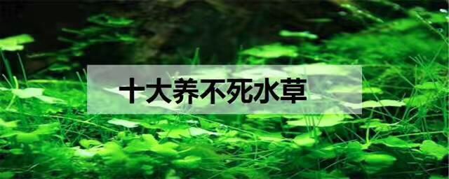 十大養(yǎng)不死的水草 水草