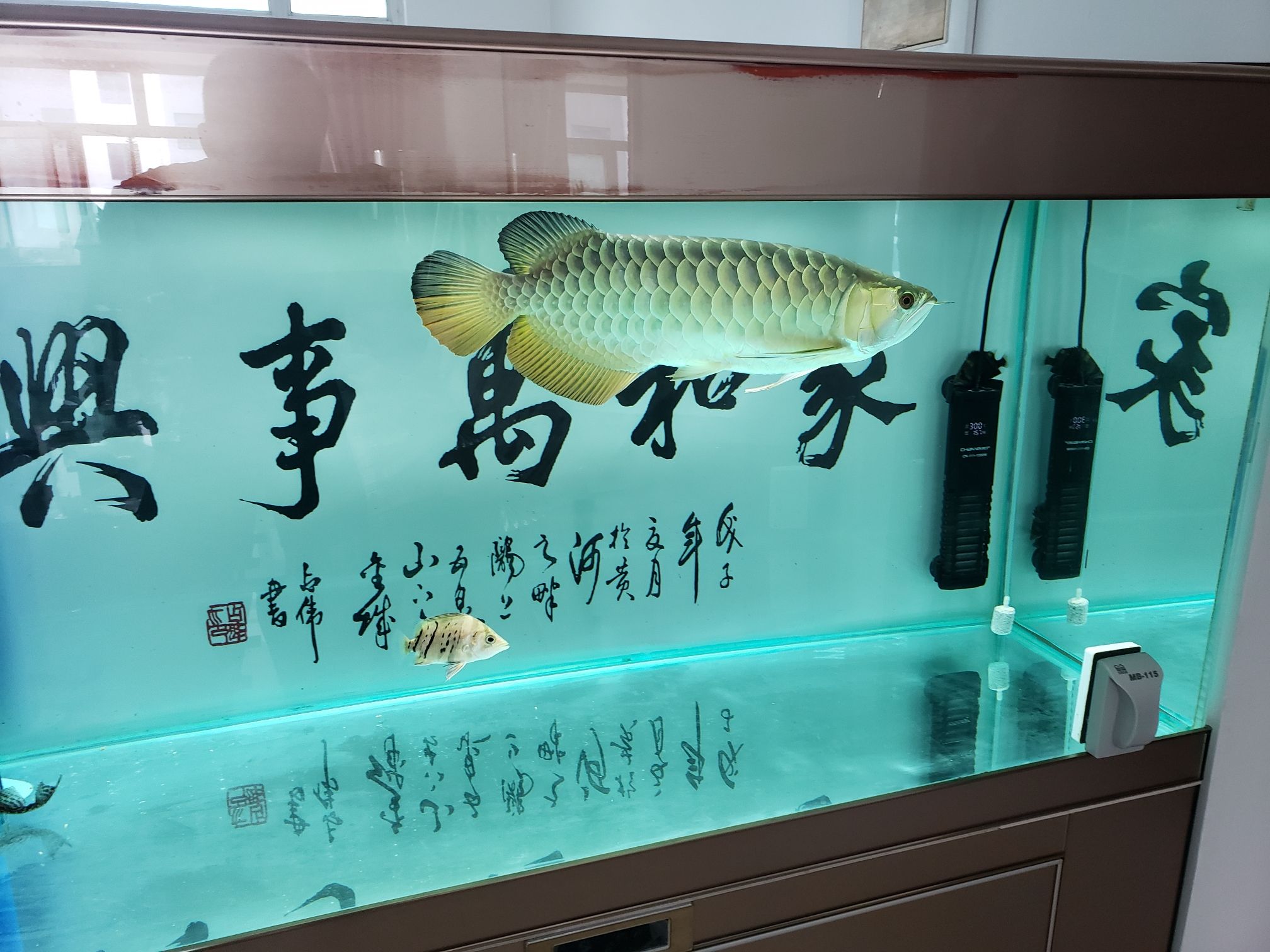 湖州觀賞魚市場想換個背景了