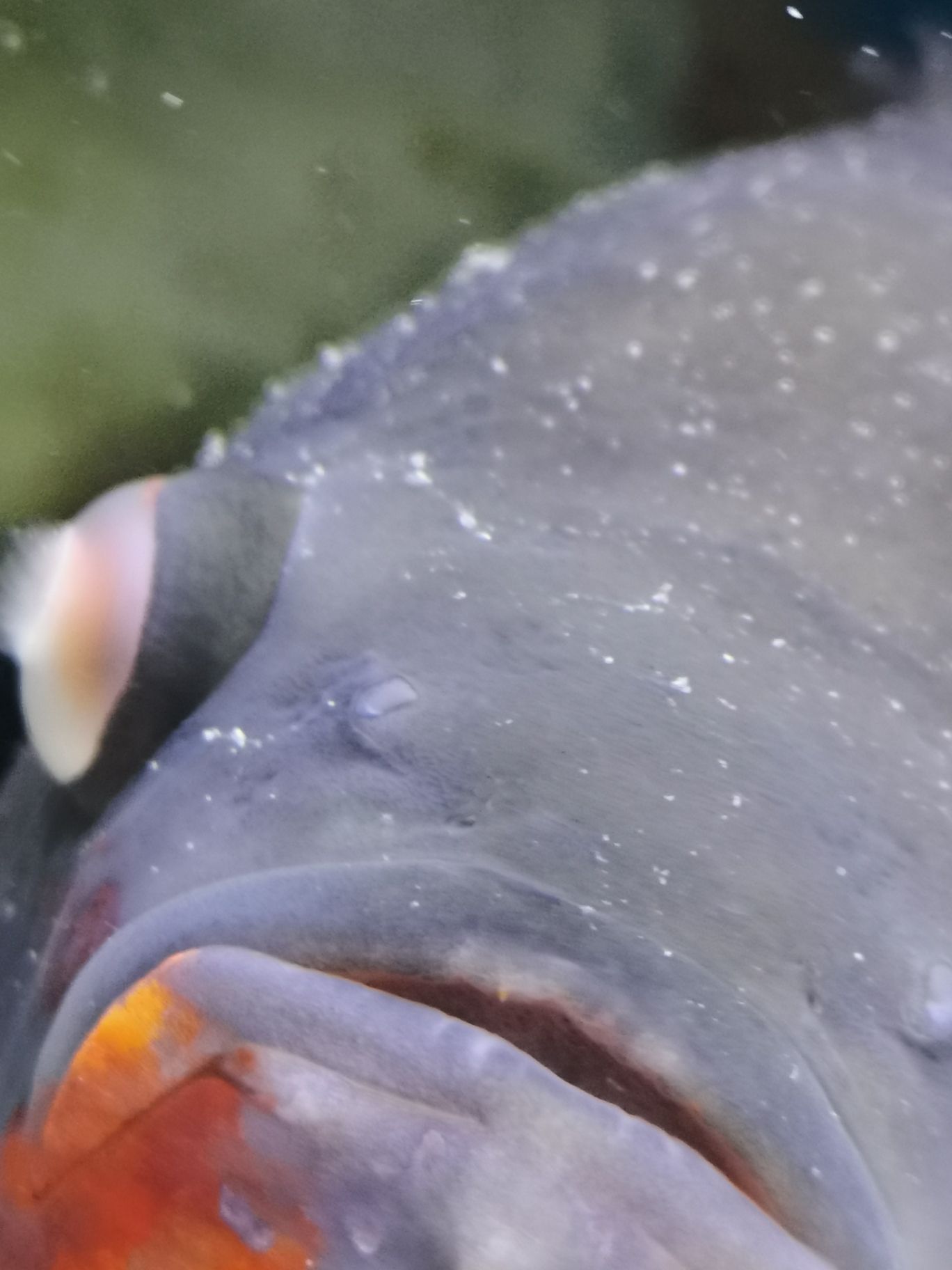 地圖魚眼病求各大神指個秒招 龍魚專用燈 第3張