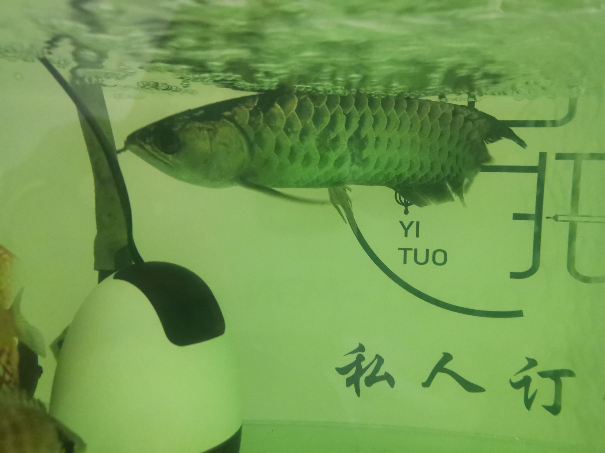 黃岡水族館混養(yǎng)龍魚的代價(jià) 廣州水族器材濾材批發(fā)市場(chǎng) 第4張