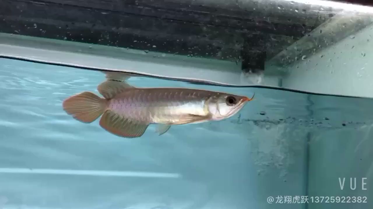 臨夏州水族館算小鯊魚嗎？