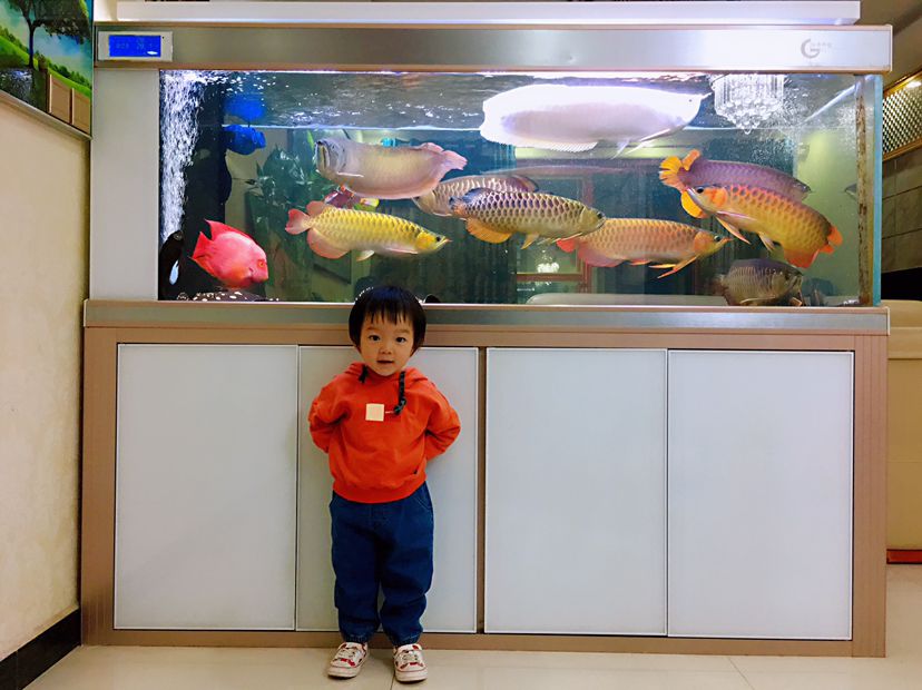 邯鄲水族館龍魚入缸三年六個(gè)月