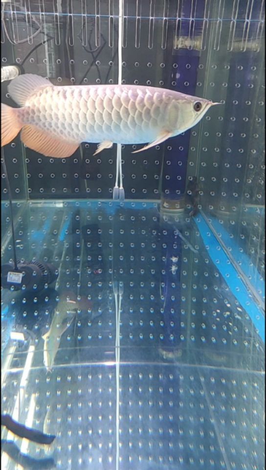 惠州觀賞魚市場紅龍40公分金龍25左右 觀賞魚市場（混養(yǎng)魚） 第2張