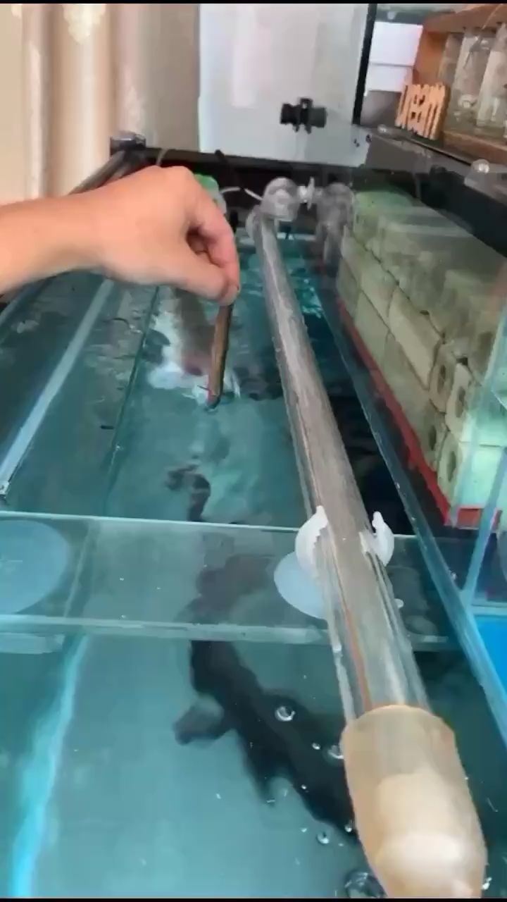 濱州觀賞魚市場梅花