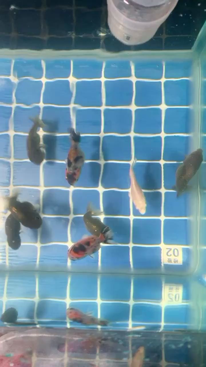 海西蒙古族藏族自治州觀賞魚市場早起換水喂魚 觀賞魚市場（混養(yǎng)魚） 第2張