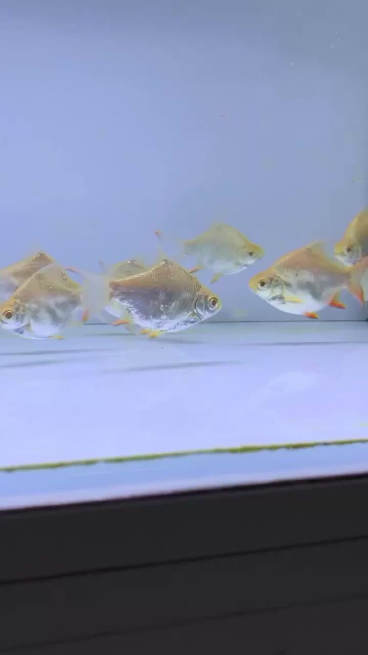 九江水族館龍魚最佳配魚元寶鯽 元寶鯽 第1張