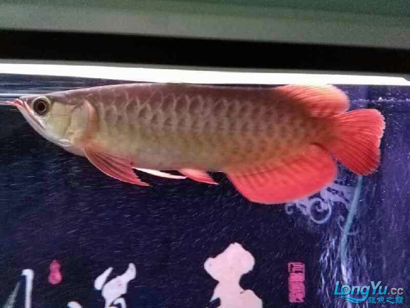 萊蕪觀賞魚市場誰是夜貓子？ 觀賞魚市場（混養(yǎng)魚） 第7張