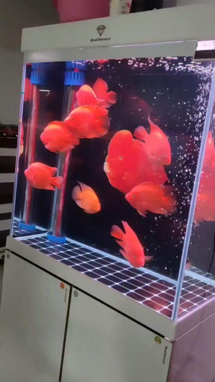 咸陽水族館怎么才能換缸呢？ 羅漢魚批發(fā) 第2張